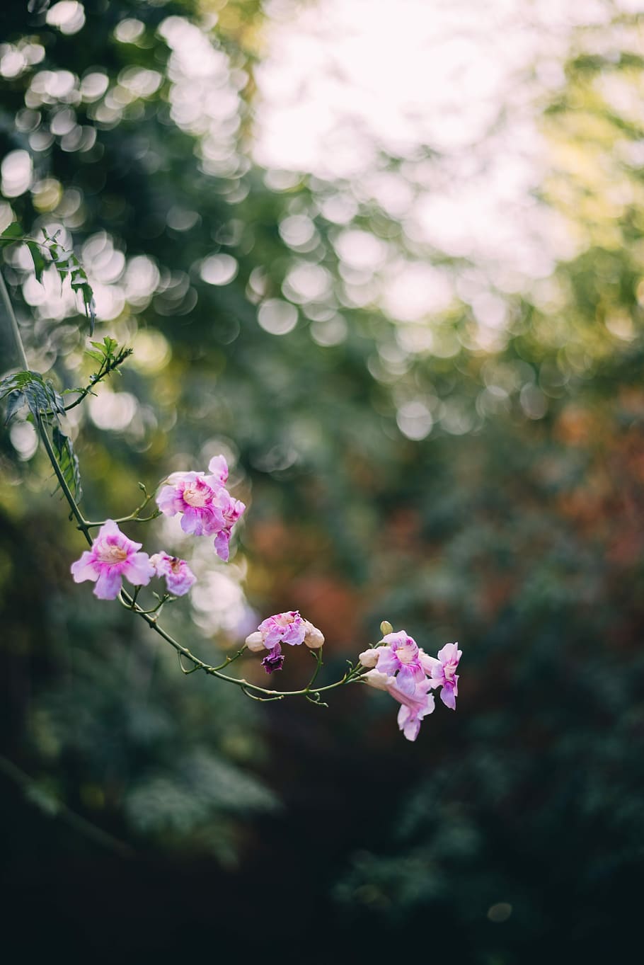 porpra, flor, poc profund, lent de enfocament, selectiu, focalitzar la fotografia, rosa, flors de salze del desert, florir, llum, verd, bokeh, naturalesa, branca, primer pla, macro, pètal, fiori, fiore, 50 mm, maroc, planta amb flors, planta, frescor, fragilitat, vulnerabilitat, color rosa, creixement, bellesa a la natura, arbre, centrar-se en primer pla, cap gent, dia, cap de flor, inflorescència, a l'aire lliure, primavera, cirerer, flor de cirerer, 5K