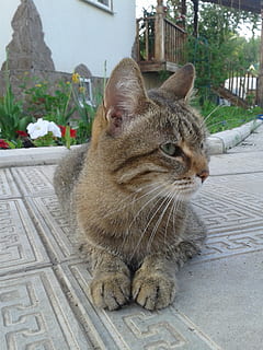 Katze, Urlaub, pokoj, Aufpassen, Schönheit, Hauskatze, Tier, Haustiere, katzenartig, draußen, Säugetier, inländisch, Tierthemen, ein Tier, Wirbeltier, Whisker, keine Leute, Fokus auf den Vordergrund, Tag, suchen, Sitzung, Entspannung, Nahansicht, Pflanze, Tierkopf, 2K, CC0, gemeinfrei, lizenzfrei