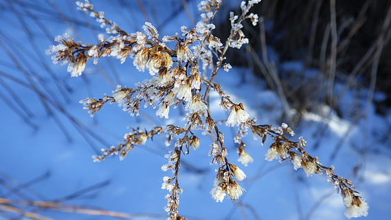 vinter, is, sne, plante, Frosset, sne, plante, blå, kold temperatur, natur, skønhed i naturen, tæt på, ro, ingen mennesker, træ, dag, fokus på forgrunden, afdeling, vækst, udendørs, lav vinkel visning, visnet plante, 4K, CC0, offentligt domæne, royaltyfrie