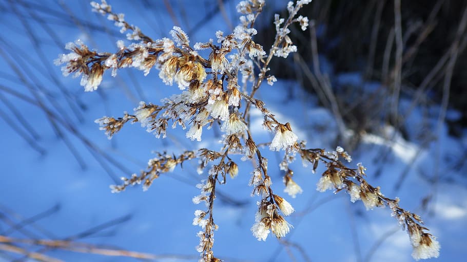 vinter, is, sne, plante, Frosset, sne, plante, blå, kold temperatur, natur, skønhed i naturen, tæt på, ro, ingen mennesker, træ, dag, fokus på forgrunden, afdeling, vækst, udendørs, lav vinkel visning, visnet plante, 4K