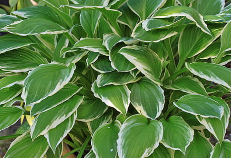 hostas, muz zambak, Yaprak, yeşil, beyaz, Schattenpflanze, bitki, yapraklar, sap, botanik, bahçe tesisi, süs bitkisi, Bahçe, bitki örtüsü, doğa, yeşil renk, büyüme, tarım, arka, bitki bölümü, insansız, bütün çerçeve, kapatmak, doğada güzellik, tazelik, yiyecek ve içecek, açık havada, yaprak damarı, Gıda, Desen, huzur, 4K, CC0, kamu malı, telif ücretsiz