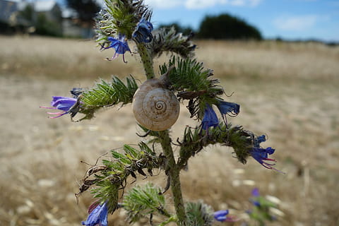 cardo, Caracol, flor, Concha, flora, perto, natureza, plantar, planta com flores, focar em primeiro plano, crescimento, fechar-se, azul, frescura, dia, roxa, vulnerabilidade, ninguém, campo, fragilidade, terra, foco seletivo, árvore, beleza na natureza, cabeça de flor, ao ar livre, 4K, CC0, domínio público, royalty free
