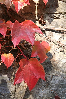 tardor, fulles, vi, full, part de la planta, canvi, planta, bellesa a la natura, primer pla, naturalesa, cap gent, vermell, vulnerabilitat, dia, fragilitat, a l'aire lliure, vena de la fulla, creixement, sec, vista d’angle alt, fulla d'auró, condició natural, 2K, CC0, domini públic, lliure de regalies