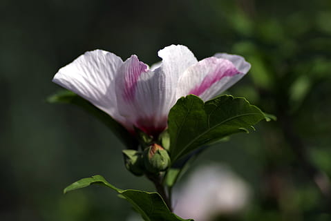 blomst, kop, lyserød, have, natur, plante, blomstring, haven blomster, flora, blomstrende plante, friskhed, skønhed i naturen, blad, plante del, skrøbelighed, sårbarhed, tæt på, kronblad, lyserød farve, vækst, blomsterstand, hvid farve, blomsterhoved, fokus på forgrunden, ingen mennesker, udendørs, forår, pollen, lilla, 4K, CC0, offentligt domæne, royaltyfrie
