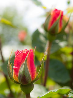 fleurs, Rose, ensoleillement, Orange, quatre saisons ont augmenté, Japon, plante, fleur, plante à fleurs, beauté dans la nature, fraîcheur, croissance, fermer, rouge, se concentrer sur le premier plan, vulnérabilité, une rose, fragilité, bourgeon, la nature, pétale, personne, journée, débuts, nouvelle vie, tête de fleur, sépale, en plein air, 2K, CC0, domaine public, libre de droits