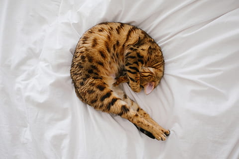 gato de bengala, dormido, blanco, colcha, gato, gatito, mascota, animal, cama, hoja, felino, temas de animales, mamífero, Gato domestico, un animal, mascotas, nacional, animales domesticos, adentro, vista de alto ángulo, nadie, directamente arriba, mueble, relajación, acostado, vertebrado, atigrado, acogedor, 4K, CC0, dominio público, libre de derechos