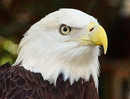 aquila, natura, uccello, animale, becco, occhio, capo, aquila - uccello, aquila calva, uccello rapace, Stati Uniti d'America, carnivoro, animali allo stato selvatico, piuma, testa di animale, vertebrato, temi animali, un animale, avvicinamento, concentrarsi sulle conoscenze acquisite, fauna selvatica, Colore bianco, guardando lontano, analizzare, cercare, guardare, giorno, nessuno, parte del corpo animale, occhio animale, 1080P, CC0, dominio pubblico, privo di copyright