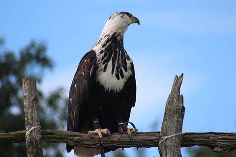 fugl, ørn, fjer, rovdyr, natur, flyvende, dyreliv, dyr, hvirveldyr, dyre temaer, dyr i naturen, et dyr, perching, træ, træ - materiale, plante, rovfugl, himmel, afdeling, lav vinkel visning, ingen mennesker, dag, fokus på forgrunden, udendørs, træ post, 5K, CC0, offentligt domæne, royaltyfrie