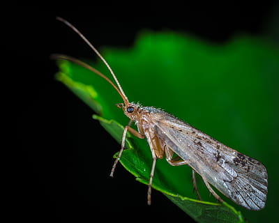 serangga, alam, sayap, kumis, bespozvonochnoe, mol, makro, lepidoptera, hewan, tema binatang, satu binatang, satwa liar hewan, invertebrata, binatang di alam liar, daun, bagian tanaman, warna hijau, merapatkan, menanam, tidak ada orang, sayap binatang, fokus pada latar depan, latar belakang hitam, keindahan di alam, tembakan studio, bagian tubuh hewan, 5K, CC0, domain publik, bebas royalti