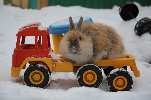 kanin, ører, natur, hare, dyr, kanin, ører, nuttet, kæledyr, spadseretur, vinter, sne, maskine, legetøj, barndom, pels, udsigt, katte, kat, jul, koldtemperatur, sæson, udendørs, sjovt, hvid, bil, transportmidler, land køretøj, kold temperatur, transportform, ingen mennesker, dag, motor køretøj, pattedyr, tæt på, hvid farve, fokus på forgrunden, et dyr, dyre temaer, hjul, dæk, 5K, CC0, offentligt domæne, royaltyfrie