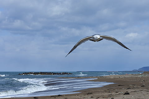 Animal, Cloud, Sea, Beach, Wave, sky, sea, beach, sea gull, seagull, seabird, wild animal, natural, flight, one animal, nature, water, land, flying, cloud - sky, vertebrate, beauty in nature, animal themes, animal wildlife, motion, animals in the wild, horizon, bird, scenics - nature, horizon over water, no people, outdoors, 4K, CC0, public domain, royalty free