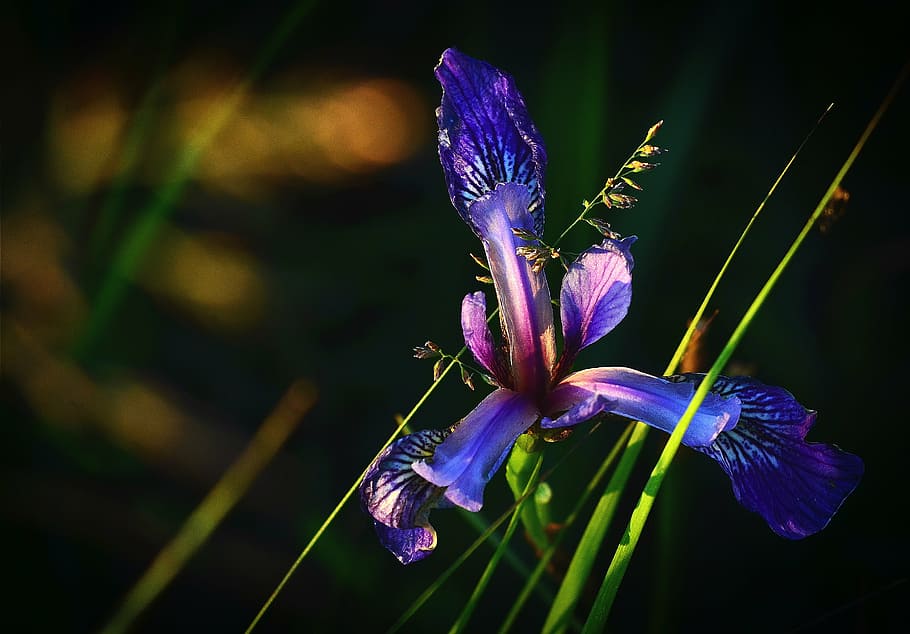fotografia de tret macro, porpra, flor de l'iris, florir, iris versicolor, flor, naturalesa, colors, planta, primer pla, estiu, bellesa a la natura, planta amb flors, fragilitat, vulnerabilitat, creixement, pètal, frescor, inflorescència, cap de flor, centrar-se en primer pla, iris - planta, cap gent, iris, botànica, a l'aire lliure, primavera, pol·len, 2K