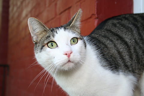 kucing, dinding, binatang, lokal, hewan peliharaan, binatang lokal, kucing rumahan, mamalia, licik, satu binatang, kumis, merapatkan, potret, melihat kamera, bagian tubuh hewan, bertulang belakang, orang-orang, dalam ruangan, bagian tubuh, mata binatang, kucing betina, 1080P, CC0, domain publik, bebas royalti
