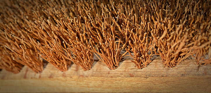 brush, bristles, close, root brush, hand brush, scrub, clean, make clean, wood, food, dry, close-up, backgrounds, brown, no people, plant, day, nature, beauty in nature, field, outdoors, land, landscape, growth, selective focus, cereal plant, fragility, crop, animals in the wild, pattern, arid climate, 5K, CC0, public domain, royalty free
