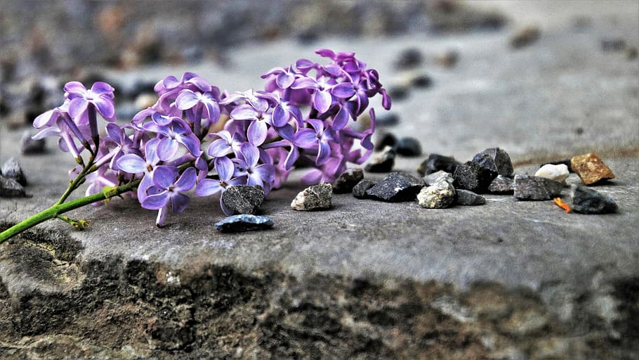 sense, violeta, naturalesa, primavera, flor, planta, a la cort de, estiu, primer pla, pedra, florint, Ningú, color, temporada, rock, les pedres, gris, pot, figura, l'estructura de la, planta amb flors, enfocament selectiu, bellesa a la natura, fragilitat, vulnerabilitat, cap gent, frescor, sòlid, dia, pètal, rock - object, a l'aire lliure, porpra, creixement, cap de flor, 5K