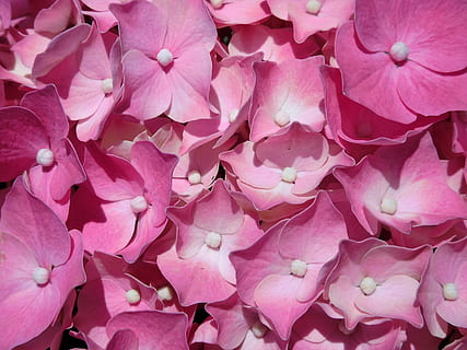 banyak, berwarna merah muda, bunga petaled, bunga-bunga, hydrangea, hydrangea merah muda, menanam, musim semi, bunga paskah, bunga, warna merah jambu, daun bunga, sekelompok besar objek, bingkai penuh, latar belakang, tanaman berbunga, kesegaran, keindahan di alam, kerapuhan, merapatkan, kerentanan, tidak ada orang, pertumbuhan, alam, hal berkembang, kepala bunga, di luar rumah, kelimpahan, hari, 4K, CC0, domain publik, bebas royalti