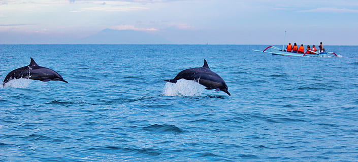 zwei, Blau, Delphine, Tauchen, Wasser, Ozean, Springen, Tierwelt, Marine, Meer, Delphin, Spritzen, plantschen, Leben im Meer, Tiere, spielerisch, Tierthemen, Tier, Tiere in freier Wildbahn, Säugetier, Natur, unter wasser, Gruppe von Tieren, Wassersäugetier, Himmel, Schönheit in der Natur, Bewegung, draußen, Horizont, Horizont über Wasser, 4K, CC0, gemeinfrei, lizenzfrei