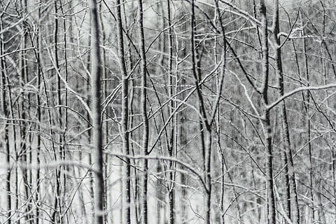 close-up photo, leafless trees, grayscale, photography, leafless, trees, tree, branch, plant, nature, snow, winter, bare tree, no people, day, outdoors, tranquility, cold temperature, land, full frame, forest, backgrounds, dead plant, beauty in nature, tree trunk, focus on foreground, snowing, 4K, CC0, public domain, royalty free