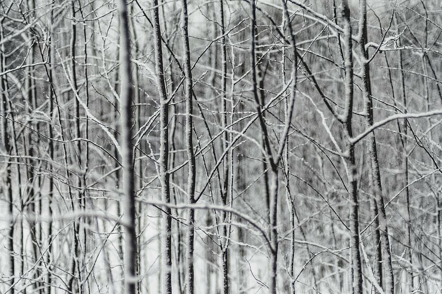 foto de primer pla, arbres sense fulles, escala de grisos, fotografia, sense fulles, arbres, arbre, branca, planta, naturalesa, neu, hivern, arbre nu, cap gent, dia, a l'aire lliure, tranquil·litat, temperatura de fred, terra, marc complet, bosc, fons, planta morta, bellesa a la natura, tronc de l'arbre, centrar-se en primer pla, nevar, 4K
