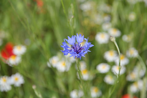 blauet, flor punxeguda, prat de flors, florir, estiu, camp, blau, colorit, planta amb flors, flor, frescor, planta, fragilitat, vulnerabilitat, bellesa a la natura, primer pla, creixement, pètal, cap de flor, naturalesa, porpra, inflorescència, cap gent, centrar-se en primer pla, enfocament selectiu, botànica, dia, color verd, a l'aire lliure, 5K, CC0, domini públic, lliure de regalies