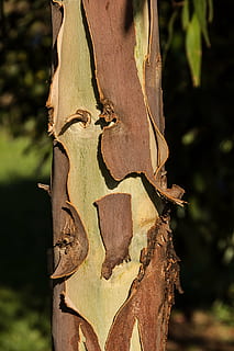 gommier, écorce, peeling, marron, vert, arbre, eucalyptus, tronc, texture, Australie, originaire de, tronc d'arbre, fermer, se concentrer sur le premier plan, plante, la nature, journée, personne, lumière du soleil, forêt, bois - matériau, en plein air, texturé, terre, modèle, endommagé, souche d'arbre, la créativité, 2K, CC0, domaine public, libre de droits