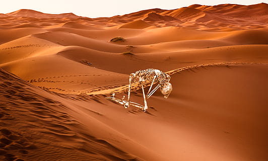 desert, sand, skeleton, screams, scream, silence, footsteps, dune, duna, footprint, surreal, fantastic, sand dune, landscape, land, climate, arid climate, scenics - nature, environment, dry, tranquility, beauty in nature, nature, camel, no people, travel, adventure, extreme terrain, sunlight, outdoors, 5K, CC0, public domain, royalty free