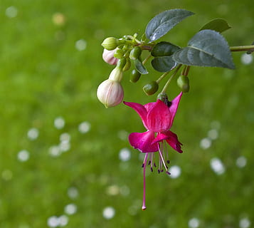 fuchsia, mekar, berkembang, alam, bunga, menanam, taman, tanaman berbunga, kesegaran, kerentanan, kerapuhan, pertumbuhan, keindahan di alam, merapatkan, daun bunga, fokus pada latar depan, tidak ada orang, warna hijau, hal berkembang, kepala bunga, hari, warna merah jambu, di luar rumah, tunas, musim semi, 1080P, CC0, domain publik, bebas royalti