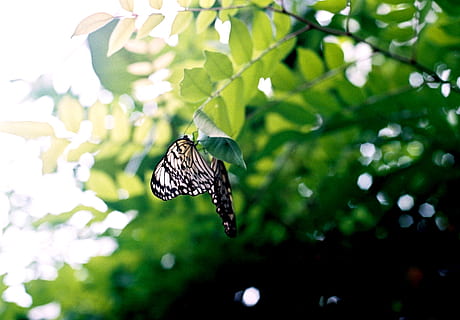 schwarz, Weiß, Schmetterling, braun, Ast, Tier, wunderschönen, unscharfer Hintergrund, Bugs, Schmetterlinge, Farbe, Umgebung, Flug, Insekt, Blatt, Blätter, Natur, draußen, Flügel, Tierthemen, Tierwelt, Tiere in freier Wildbahn, ein Tier, Tierflügel, Fokus auf den Vordergrund, Pflanze, wirbellos, Pflanzenteil, Schönheit in der Natur, Schmetterling - Insekt, Tag, Baum, Nahansicht, keine Leute, Wachstum, Bestäubung, 720P, CC0, gemeinfrei, lizenzfrei