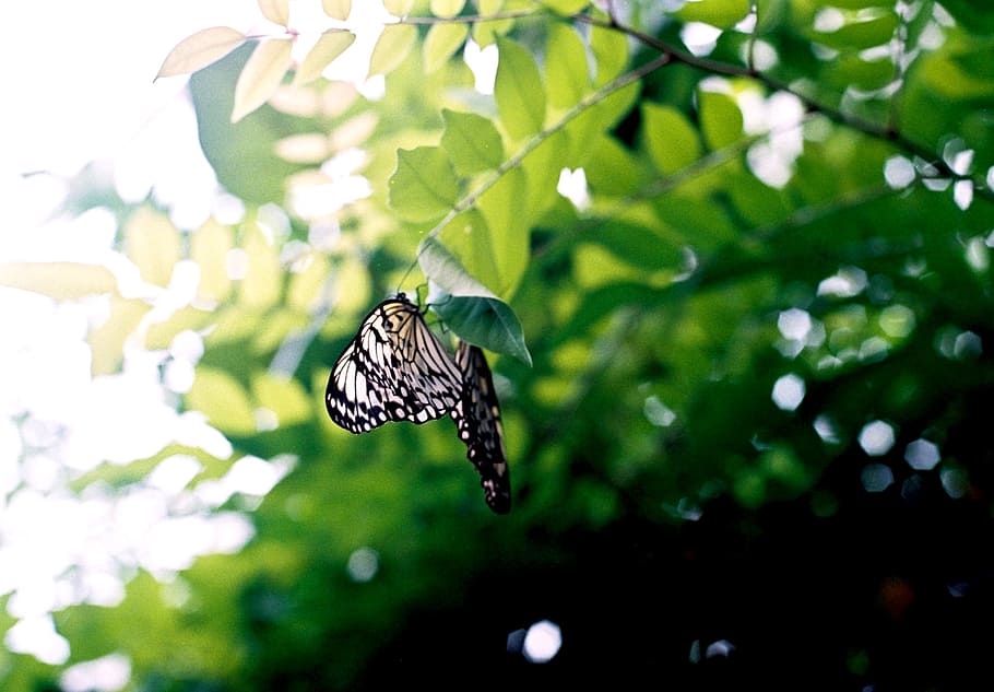 schwarz, Weiß, Schmetterling, braun, Ast, Tier, wunderschönen, unscharfer Hintergrund, Bugs, Schmetterlinge, Farbe, Umgebung, Flug, Insekt, Blatt, Blätter, Natur, draußen, Flügel, Tierthemen, Tierwelt, Tiere in freier Wildbahn, ein Tier, Tierflügel, Fokus auf den Vordergrund, Pflanze, wirbellos, Pflanzenteil, Schönheit in der Natur, Schmetterling - Insekt, Tag, Baum, Nahansicht, keine Leute, Wachstum, Bestäubung, 720P