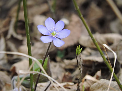 hepatica, metsä, idyllinen, luonto, kukka, krookus, kasvi, kevät, lähikuva, ulkona, violetti, makro, kesä, ruoho, kauneus luonnossa, vihreä väri, kausi, hauraus, päivä, alttius, tuoreus, terälehti, kasvu, kukinto, kukka pää, ei ihmisiä, ala, maa, keskittyä etualalle, kasvitiede, siitepöly, 4K