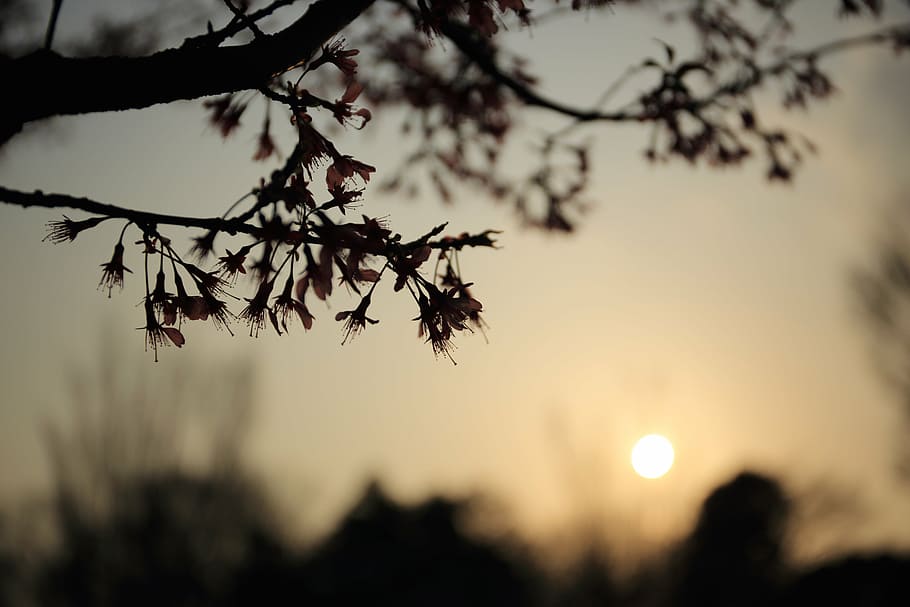 silueta, arbre, daurat, hores, naturalesa, paisatge, arbres, fulles, posta de sol, borrós, branca, a l'aire lliure, planta, bellesa a la natura, cel, tranquil·litat, cap gent, centrar-se en primer pla, escenics - natura, creixement, escena tranquil·la, sol, vista d’angle baix, enfocament selectiu, color taronja, llum solar, primavera, 5K