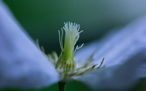 cerrar, foto, flor, de cerca, brote, floración, verano, primavera, naturaleza, verde, planta, flores, vástago, tallos florales, campo, jardín, flor Purpura, púrpura, flor delicada, polinización, Violeta, Frühlingsanfang, dulce, ornamento, enfoque selectivo, color verde, comida, nadie, planta floreciendo, frescura, crecimiento, belleza en la naturaleza, parte de la planta, hoja, fragilidad, vulnerabilidad, comida y bebida, al aire libre, vegetal, cabeza de flor, sépalo, 1080P, CC0, dominio público, libre de derechos