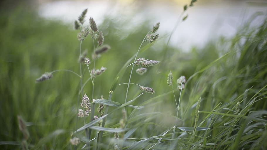 selectiu, focalitzar la fotografia, verd, herba, assortit, dent de lleó, poc profund, focus, fotografia, naturalesa, búfala, tiges, influència, vent, bokeh, creixement, cap gent, tranquil·litat, dia, enfocament selectiu, planta, a l'aire lliure, camp, bellesa a la natura, color verd, flor, terra, fragilitat, planta amb flors, vulnerabilitat, primer pla, frescor, medi ambient, petit, 2K