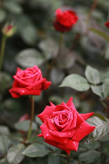 Blumen, Natur, Pflanzen, Blatt, Garten, Rose, rote Rose, Tau, Rinnsal, Regentropfen, Liebe, Freude, glücklich, Dusche, Grün, ein regnerischer Tag, Tabitha, bewölkter Tag, rot, wunderschönen, Rosengarten, Blumengarten, Rosenreben, Zuneigung, Cluster, Blütenblatt, Rosenblätter, romantisch, Vergnügen, Glück, Blume, blühende Pflanze, Schönheit in der Natur, Pflanze, Verletzlichkeit, Zerbrechlichkeit, Frische, Nahansicht, Blütenkopf, Blütenstand, Wachstum, keine Leute, Fokus auf den Vordergrund, draußen, Tag, Strauß, Blumenschmuck, 4K, CC0, gemeinfrei, lizenzfrei