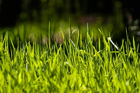 Gras, Ansturm, Eile, grün, Grün, Wiese, Natur, Gras, eilen, Grün, Wiese, saftig, Frühling, schließen, Wachstum, Feld, keine Leute, draußen, grüne Farbe, Pflanze, Land, Schönheit in der Natur, selektiver Fokus, Ruhe, Frische, Nahansicht, Landschaft, Tag, Vollbild, Hintergründe, Landwirtschaft, ländliche Szene, Grashalm, 2K, CC0, gemeinfrei, lizenzfrei
