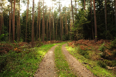Waldweg, Landschaft, Wald, Bäume, Natur, Weg, Naturlehrpfad, Feldweg, Forstwirtschaft, szenisch, Baum, Pflanze, Land, Richtung, der Weg nach vorn, Ruhe, Wachstum, ruhige Szene, keine Leute, Schönheit in der Natur, Nicht-städtische Szene, Tag, grüne Farbe, Straße, Fußweg, Sonnenlicht, Schotterstraße, draußen, abnehmende Perspektive, Bambuspflanze, 4K, CC0, gemeinfrei, lizenzfrei