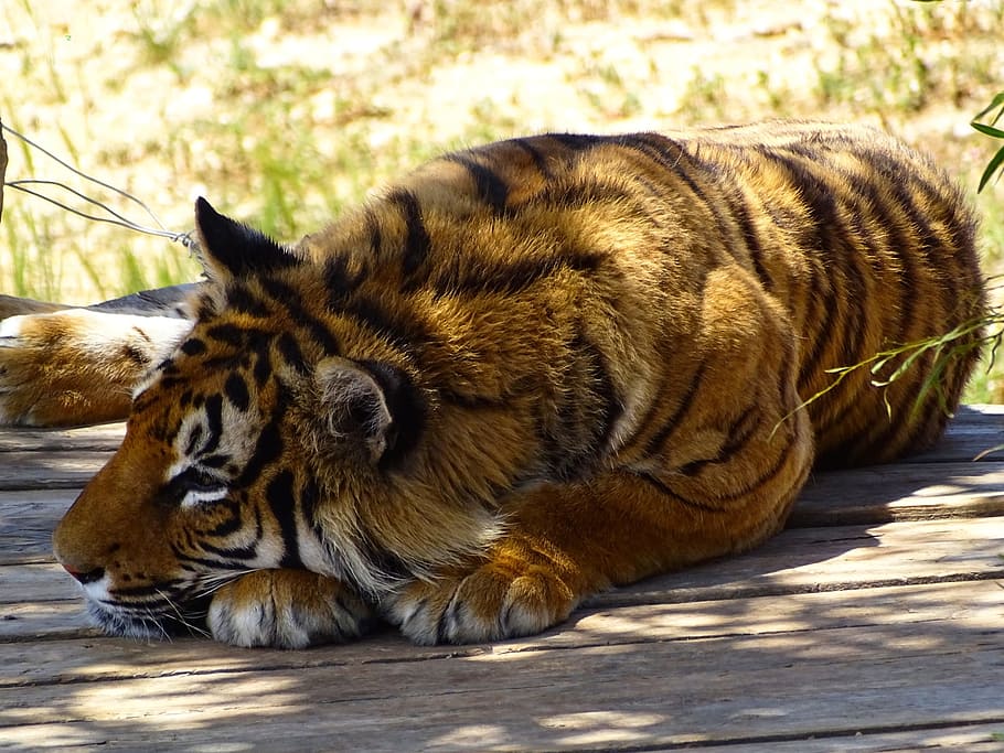 tiger, vilde dyr, dyr, undomesticated cat, kødædende, dyreliv, pattedyr, feline, natur, stor kat, bengal tiger, stribet, dyr i naturen, truede arter, pels, udendørs, fare, siberian tiger, Zoo, stor, et dyr, dyre temaer, ligger ned, sovende, kat, lempelse, carnivora, hvirveldyr, sollys, kæledyr, ingen mennesker, dag, bakkenbart, 1080P