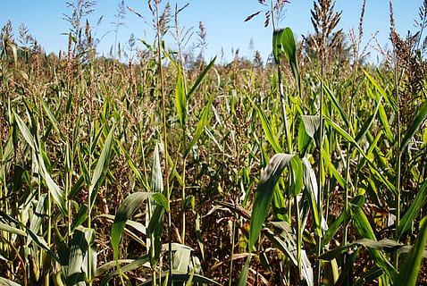 corn, maize, farm, agriculture, field, growth, plant, land, beauty in nature, green color, nature, sky, day, tranquility, landscape, crop, rural scene, no people, cereal plant, sunlight, focus on foreground, close-up, outdoors, plantation, bamboo - plant, 4K, CC0, public domain, royalty free