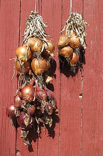 cebolas, secagem, vegetal, seco, madeira - material, Comida, fechar-se, comida e bebida, ninguém, frescura, suspensão, bem-estar, animal, dia, Alimentação saudável, animais selvagens, vermelho, ainda vida, Castanho, dentro de casa, mesa, diretamente acima, 2K, CC0, domínio público, royalty free