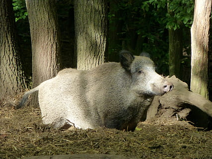 cinghiale, seminare, animale, foresta, natura, animale, foresta, setole, creatura, mammifero, parco dei cervi, maiale, pelliccia, sorriso, temi animali, un animale, animali allo stato selvatico, nessuno, albero, vertebrato, pianta, fauna selvatica, tronco d'albero, tronco, giorno, terra, bestiame, animali domestici, all'aperto, erbivoro, famiglia di animali, 4K, CC0, dominio pubblico, privo di copyright