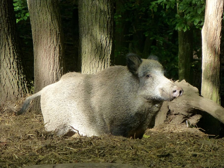 cinghiale, seminare, animale, foresta, natura, animale, foresta, setole, creatura, mammifero, parco dei cervi, maiale, pelliccia, sorriso, temi animali, un animale, animali allo stato selvatico, nessuno, albero, vertebrato, pianta, fauna selvatica, tronco d'albero, tronco, giorno, terra, bestiame, animali domestici, all'aperto, erbivoro, famiglia di animali, 4K