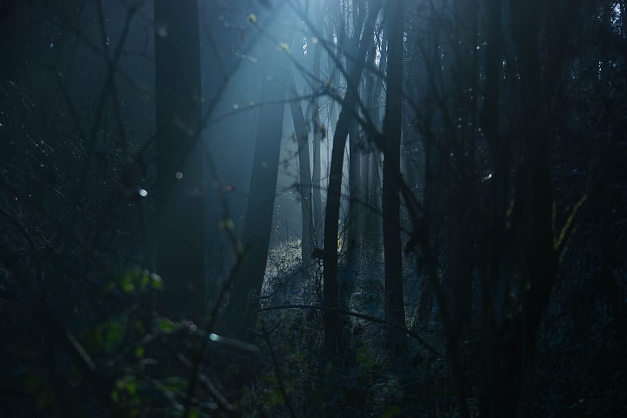 bosc, fotografia d'alta nit nocturna, fosc, canviant d'humor, por, fantasmal, natural, boscos, Forrest, llum, arbre, paisatge, misteri, boira, misteriós, ombra, Halloween, horror, naturalesa, nebulós, cap gent, dia, a l'aire lliure, bellesa a la natura, planta, terra, tranquil·litat, tronc de l'arbre, tronc, branca, creixement, escena tranquil·la, crepuscle, 1080P