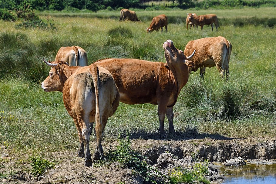 kráva, limuzína, rousse, pole, tráva, zvířat, zvířata ve volné přírodě, zvíře, Příroda, savec, skupina zvířat, domácí zvířata, hospodářských zvířat, přistát, obratlovců, domácí, rostlina, domácí mazlíčci, den, nikdo, dobytek, býložravý, venku, stádo, 5K