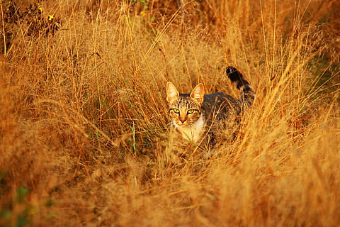 Katze, Kätzchen, mieze, Makrele, Tiger Katze, Hauskatze, Gras, Herbst, junge Katze, Tierthemen, Tier, Säugetier, Pflanze, Tierwelt, katzenartig, Tiere in freier Wildbahn, Wirbeltier, keine Leute, selektiver Fokus, Natur, Land, Feld, Gruppe von Tieren, Tag, draußen, Gepard, undomestizierte Katze, 5K, CC0, gemeinfrei, lizenzfrei
