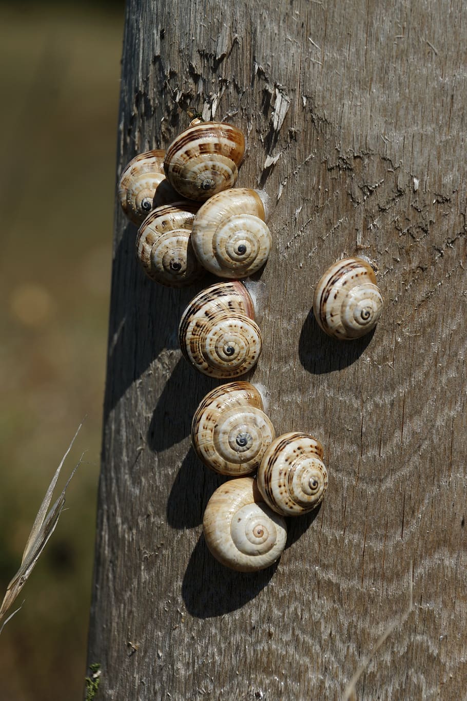 cargols, shell, grup, naturalesa, espiral, material de fusta, fauna animal, primer pla, cap gent, animal, cargol, gasteròpode, mol·lusc, dia, temes d'animals, closca d’animals, centrar-se en primer pla, invertebrat, animals a la natura, textura, grup d’animals, patró natural, metall, 5K