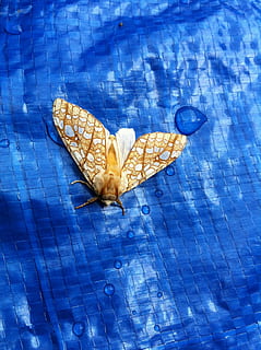 traça, ouro, amarelo, inseto, erro, asas, branco, animal, natureza, azul, visão de alto ângulo, ninguém, dia, parte da planta, fechar-se, folha, único objeto, ao ar livre, diretamente acima, asa animal, agua, piscina, flutuando, beira-mar, ainda vida, comida e bebida, flutuando na água, borboleta - inseto, 2K, CC0, domínio público, royalty free