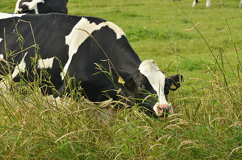 mucca, Manzo, bestiame, latteria, latte, nero, bianca, erba, siero, azienda agricola, cibo, mammifero, animali domestici, domestico, temi animali, animale, pianta, campo, pascolo, vertebrato, natura, bovini domestici, agricoltura, nessuno, terra, erbivoro, all'aperto, 4K, CC0, dominio pubblico, privo di copyright