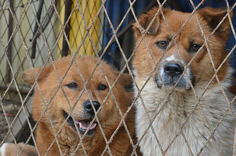 hunde, sød, dyr, nuttet, kæledyr, nysgerrig, natur, lysebrun, sødt udseende, fængslet, gitter, fanget, hegn, schäfer hund, trist, hund, renraset hund, hundehvalp, pattedyr, Brun, udendørs, dyre temaer, et dyr, husdyr, indenlandske, portræt, hvirveldyr, kigger på kameraet, dag, ingen mennesker, tæt på, barriere, grænse, dyr hoved, bakkenbart, snude, 4K, CC0, offentligt domæne, royaltyfrie