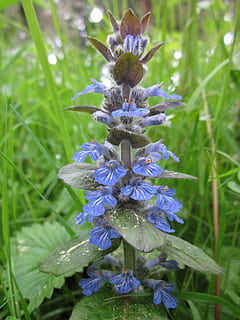 ajuga reptans, clairon bleu, clairon, bugleherb, bugle, carpetweed, moquette, clairon commun, fleur sauvage, flore, inflorescence, botanique, plante, espèce, fleur, violet, la nature, croissance, beauté dans la nature, plante à fleurs, fraîcheur, fragilité, vulnérabilité, fermer, pétale, personne, journée, tête de fleur, champ, terre, se concentrer sur le premier plan, couleur verte, en plein air, printemps, iris - plante, 2K, CC0, domaine public, libre de droits
