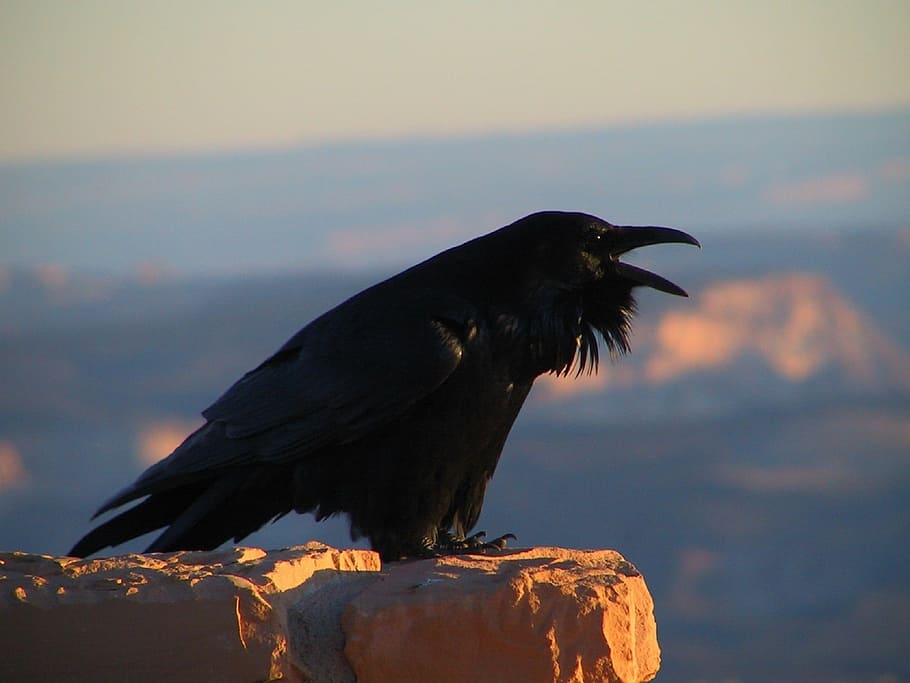 poc profund, focalitzar la fotografia, Corb, merla, corvus, negre, ocell, fantasmal, ploma, vida salvatge, naturalesa, fosc, Perfil, retrat, posat, mirant, un animal, fauna animal, animals a la natura, corb - ocell, posta de sol, temes d'animals, cap gent, a l'aire lliure, animal, vertebrats, color negre, dia, vista lateral, longitud completa, rock, rock - object, boca oberta, vista del perfil, 1080P